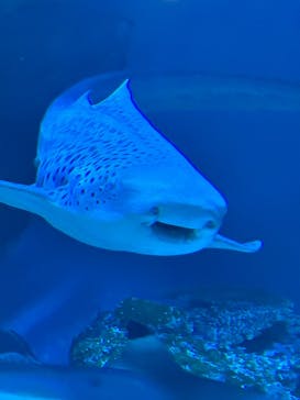 マクセル アクアパーク品川に投稿された画像（2025/3/11）