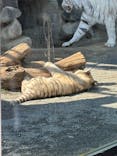 東武動物公園に投稿された画像（2025/3/11）