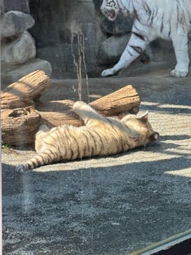 東武動物公園に投稿された画像（2025/3/11）