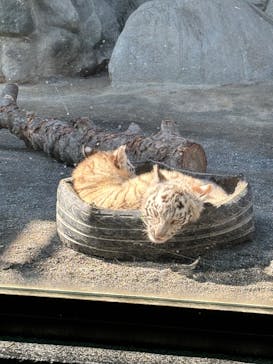 東武動物公園に投稿された画像（2025/3/11）
