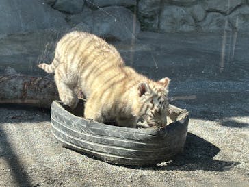 東武動物公園に投稿された画像（2025/3/11）