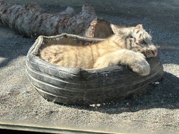 東武動物公園に投稿された画像（2025/3/11）