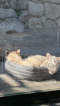 東武動物公園に投稿された画像（2025/3/11）