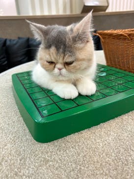 猫カフェモカ 京都河原町店に投稿された画像（2025/3/11）