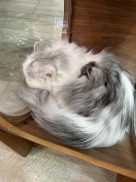 猫カフェモカ 京都河原町店に投稿された画像（2025/3/11）