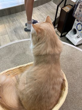 猫カフェモカ 京都河原町店に投稿された画像（2025/3/11）