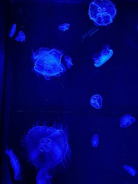 沖縄美ら海水族館に投稿された画像（2025/3/11）