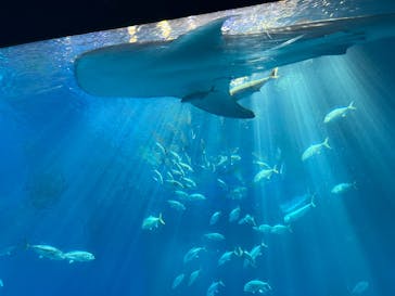 沖縄美ら海水族館に投稿された画像（2025/3/11）