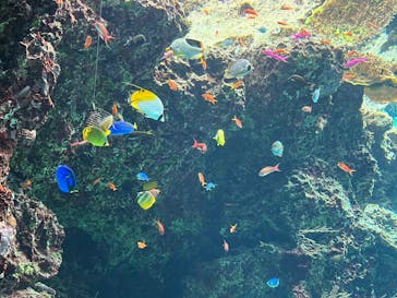 沖縄美ら海水族館に投稿された画像（2025/3/11）