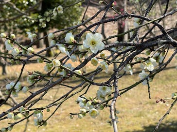 元離宮二条城に投稿された画像（2025/3/11）