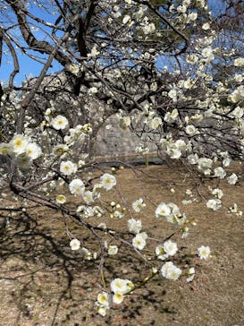 元離宮二条城に投稿された画像（2025/3/11）