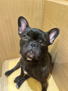 いぬカフェRio 秋葉原店に投稿された画像（2025/3/11）