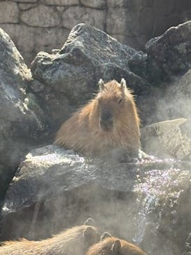 伊豆シャボテン動物公園に投稿された画像（2025/3/12）