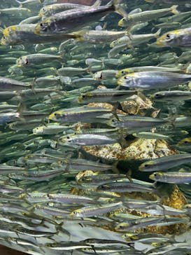 サンシャイン水族館に投稿された画像（2025/3/12）