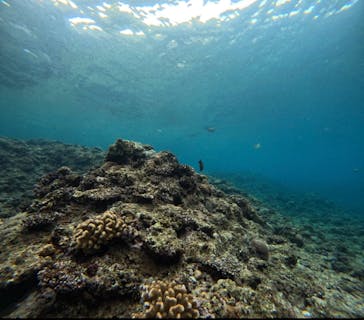 武藤潜水に投稿された画像（2025/3/12）