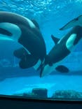 名古屋港水族館に投稿された画像（2025/3/12）