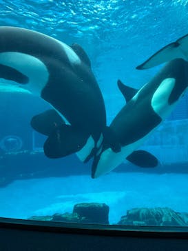 名古屋港水族館に投稿された画像（2025/3/12）