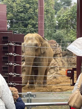 恩賜上野動物園に投稿された画像（2025/3/12）