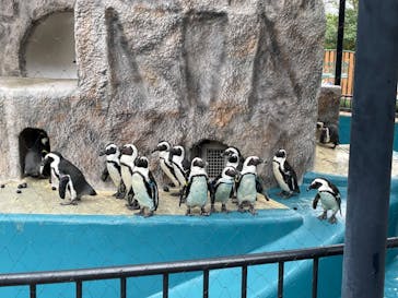 恩賜上野動物園に投稿された画像（2025/3/12）