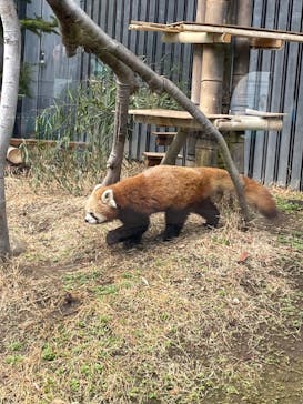 恩賜上野動物園に投稿された画像（2025/3/12）