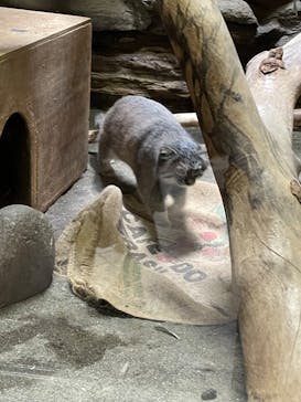 恩賜上野動物園に投稿された画像（2025/3/12）