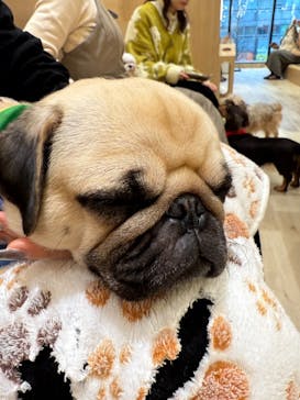 いぬカフェRio 秋葉原店に投稿された画像（2025/3/12）