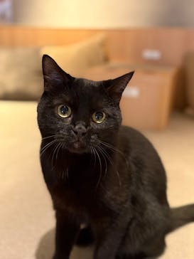 猫カフェモカ　神戸三宮店に投稿された画像（2025/3/12）