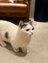 猫カフェモカ　神戸三宮店に投稿された画像（2025/3/12）