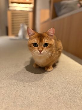 猫カフェモカ　神戸三宮店に投稿された画像（2025/3/12）