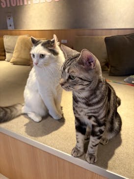 猫カフェモカ　神戸三宮店に投稿された画像（2025/3/12）