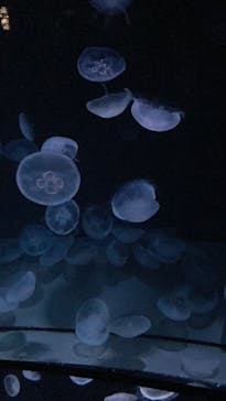 サンシャイン水族館に投稿された画像（2025/3/12）