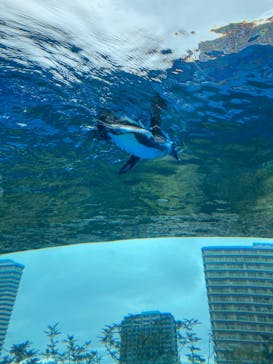 サンシャイン水族館に投稿された画像（2025/3/12）