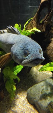 カワスイ 川崎⽔族館に投稿された画像（2025/3/12）