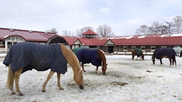 ノーザンホースパークに投稿された画像（2025/3/12）