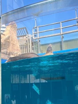 サンシャイン水族館に投稿された画像（2025/3/12）