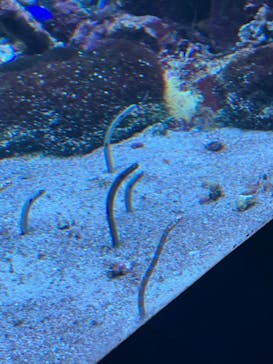 サンシャイン水族館に投稿された画像（2025/3/12）