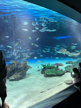 サンシャイン水族館に投稿された画像（2025/3/12）
