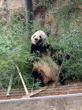 恩賜上野動物園に投稿された画像（2025/3/13）