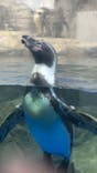 新江ノ島水族館に投稿された画像（2025/3/13）