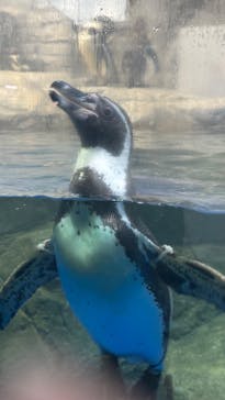 新江ノ島水族館に投稿された画像（2025/3/13）