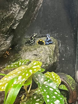 サンシャイン水族館に投稿された画像（2025/3/13）