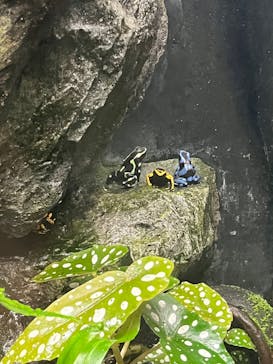 サンシャイン水族館に投稿された画像（2025/3/13）