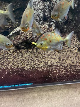 サンシャイン水族館に投稿された画像（2025/3/13）