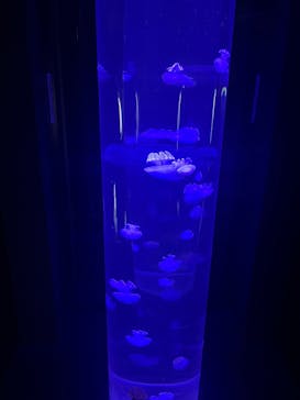 サンシャイン水族館に投稿された画像（2025/3/13）