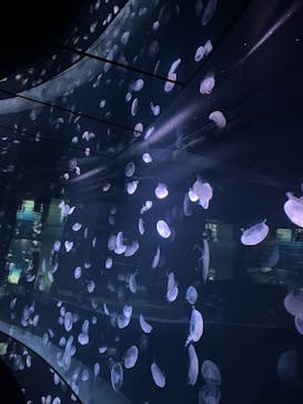 サンシャイン水族館に投稿された画像（2025/3/13）