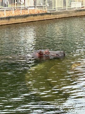 名古屋市東山動植物園に投稿された画像（2025/3/13）