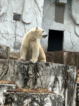 名古屋市東山動植物園に投稿された画像（2025/3/13）