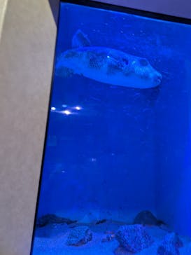 竹島水族館に投稿された画像（2025/3/13）