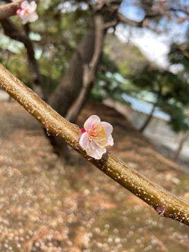 三溪園に投稿された画像（2025/3/13）