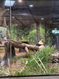 恩賜上野動物園に投稿された画像（2025/3/13）